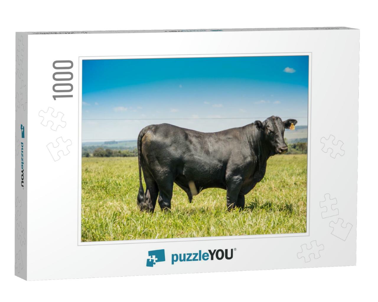 Agribusiness - Close Black Brangus Cattle, in Natural Pas... Jigsaw Puzzle with 1000 pieces