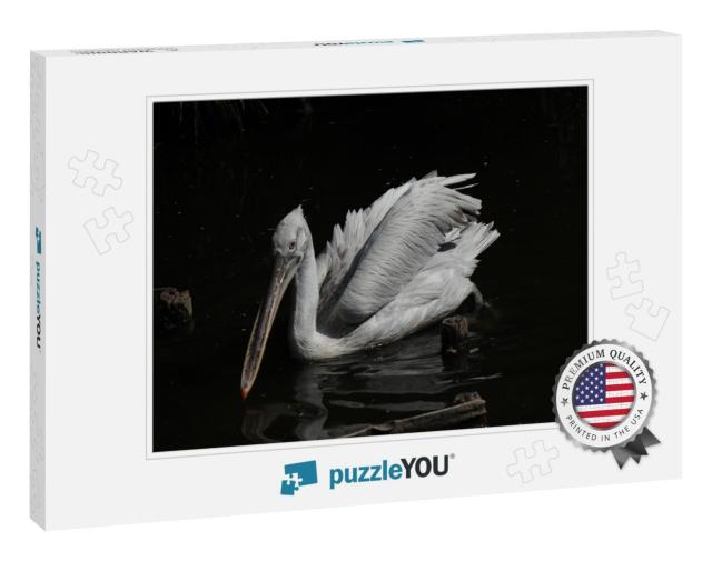 Pelican Family in Captivity in Rotterdam Zoo... Jigsaw Puzzle