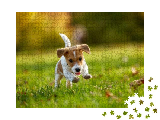 Dog Breed Jack Russell Terrier Playing in Autumn Park... Jigsaw Puzzle with 1000 pieces