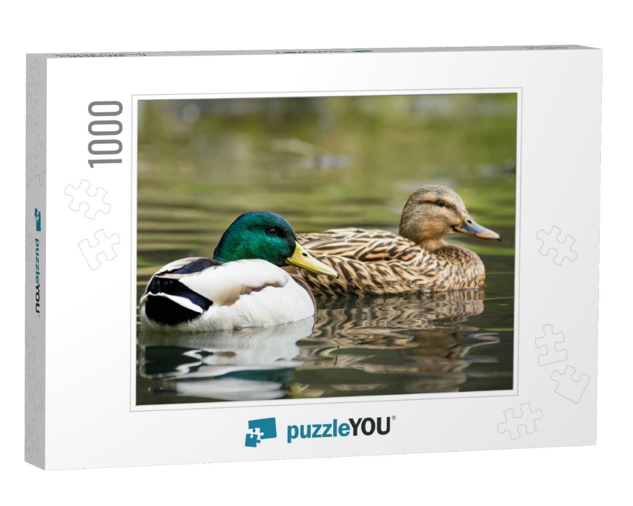 Male & Female Mallard Duck Swimming on a Pond with Green... Jigsaw Puzzle with 1000 pieces