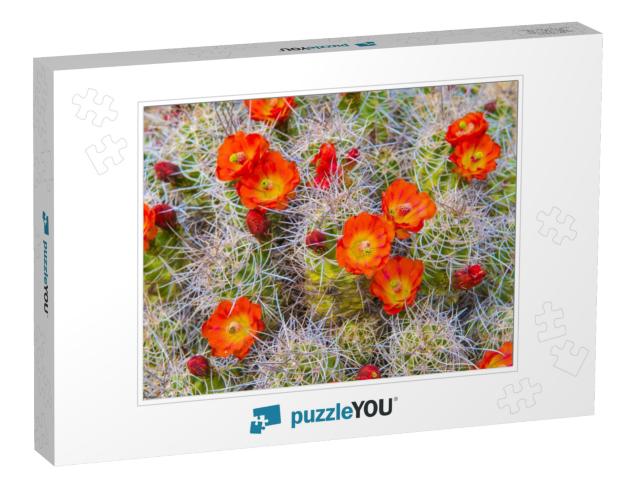 Mojave Mound Cactus... Jigsaw Puzzle