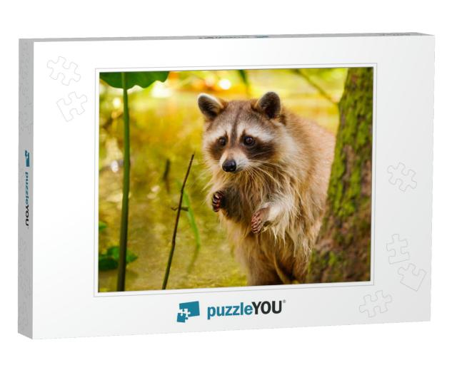 Rare Blonde Raccoon in a Swamp in Louisiana... Jigsaw Puzzle