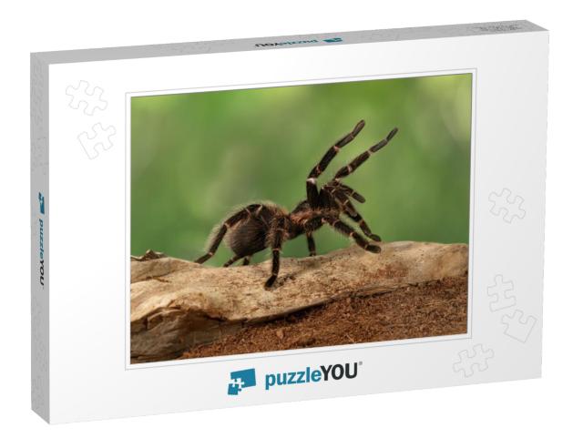 Closeup Female of Spider Tarantula Lasiodora Parahybana i... Jigsaw Puzzle