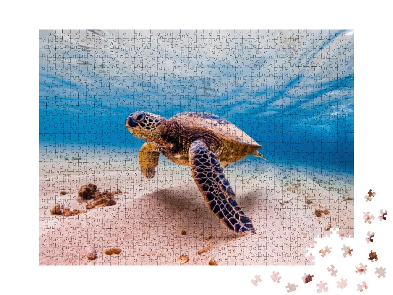 An Endangered Hawaiian Green Sea Turtle Cruises in the Wa... Jigsaw Puzzle with 1000 pieces
