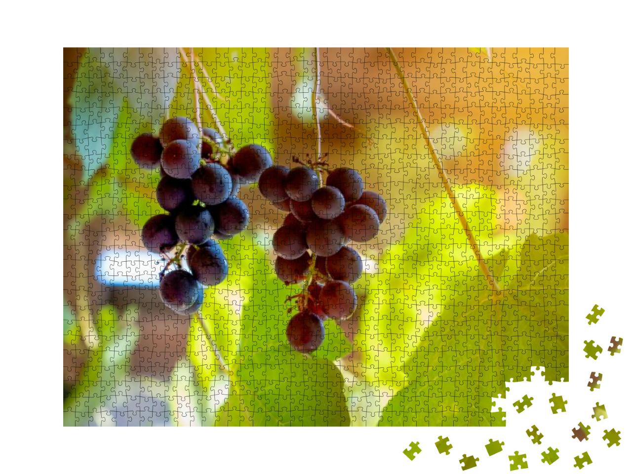 Vineyard. Large Bunches of Ripe Wine Grapes Hang from Old... Jigsaw Puzzle with 1000 pieces