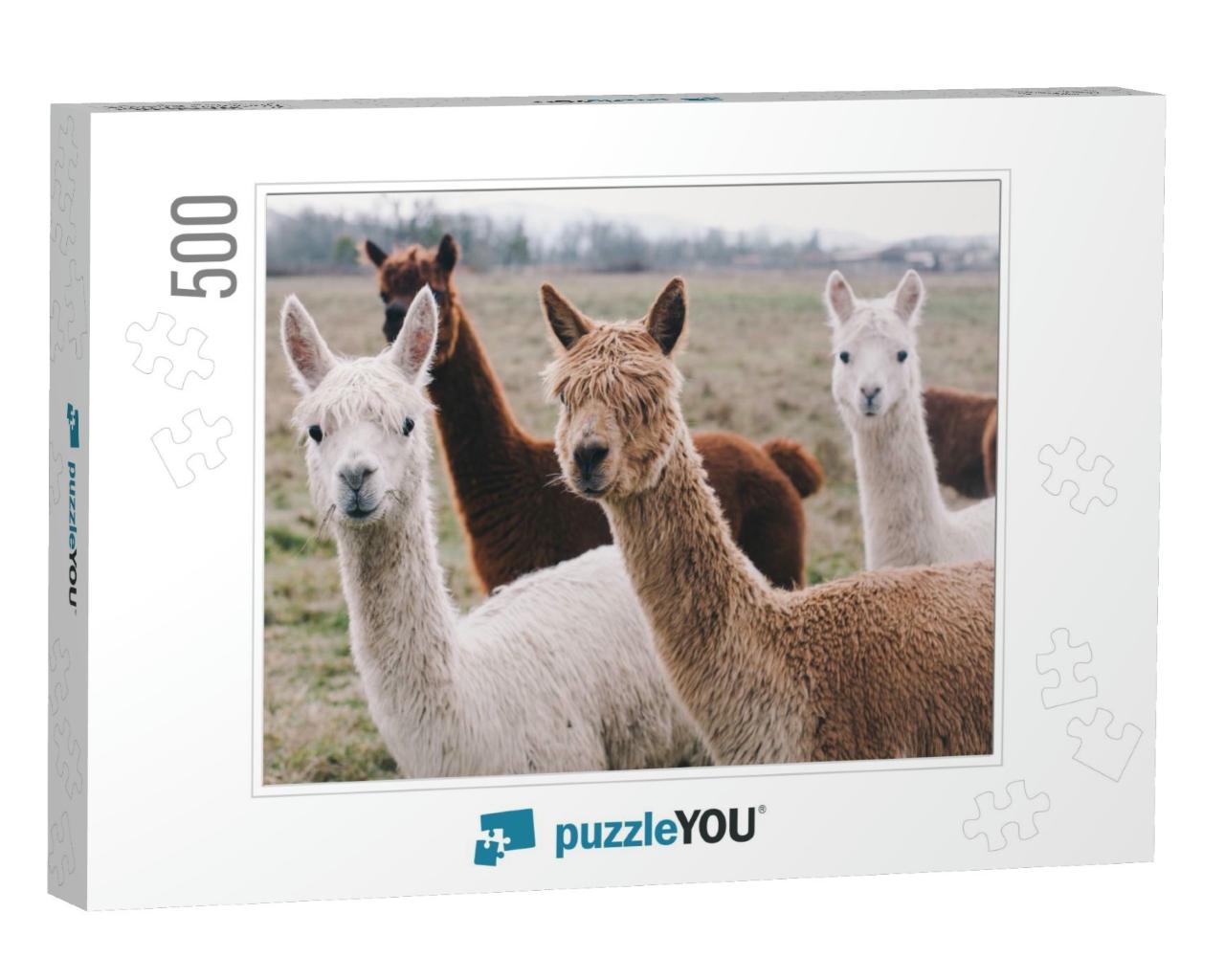 Colorful Group / Pack of Alpacas... Jigsaw Puzzle with 500 pieces