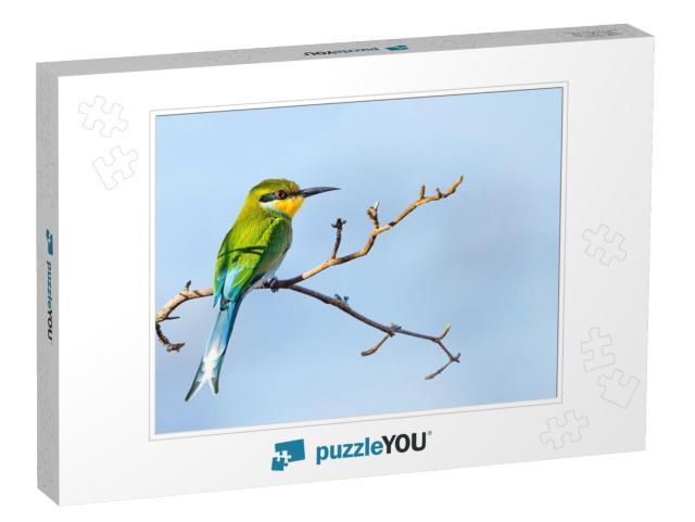 Swallow-Tailed Bee-Eater Merops Hirundineus Perched on Ac... Jigsaw Puzzle