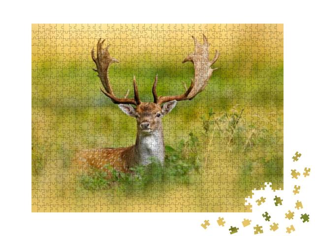 Fallow Deer, Dama Dama, in Autumn Forest, Dyrehave, Denma... Jigsaw Puzzle with 1000 pieces