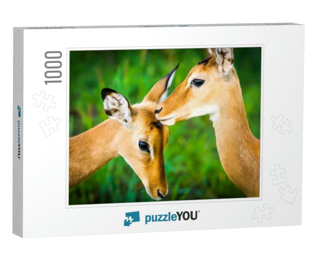 Young Impala Antelope Nature Scene... Jigsaw Puzzle with 1000 pieces