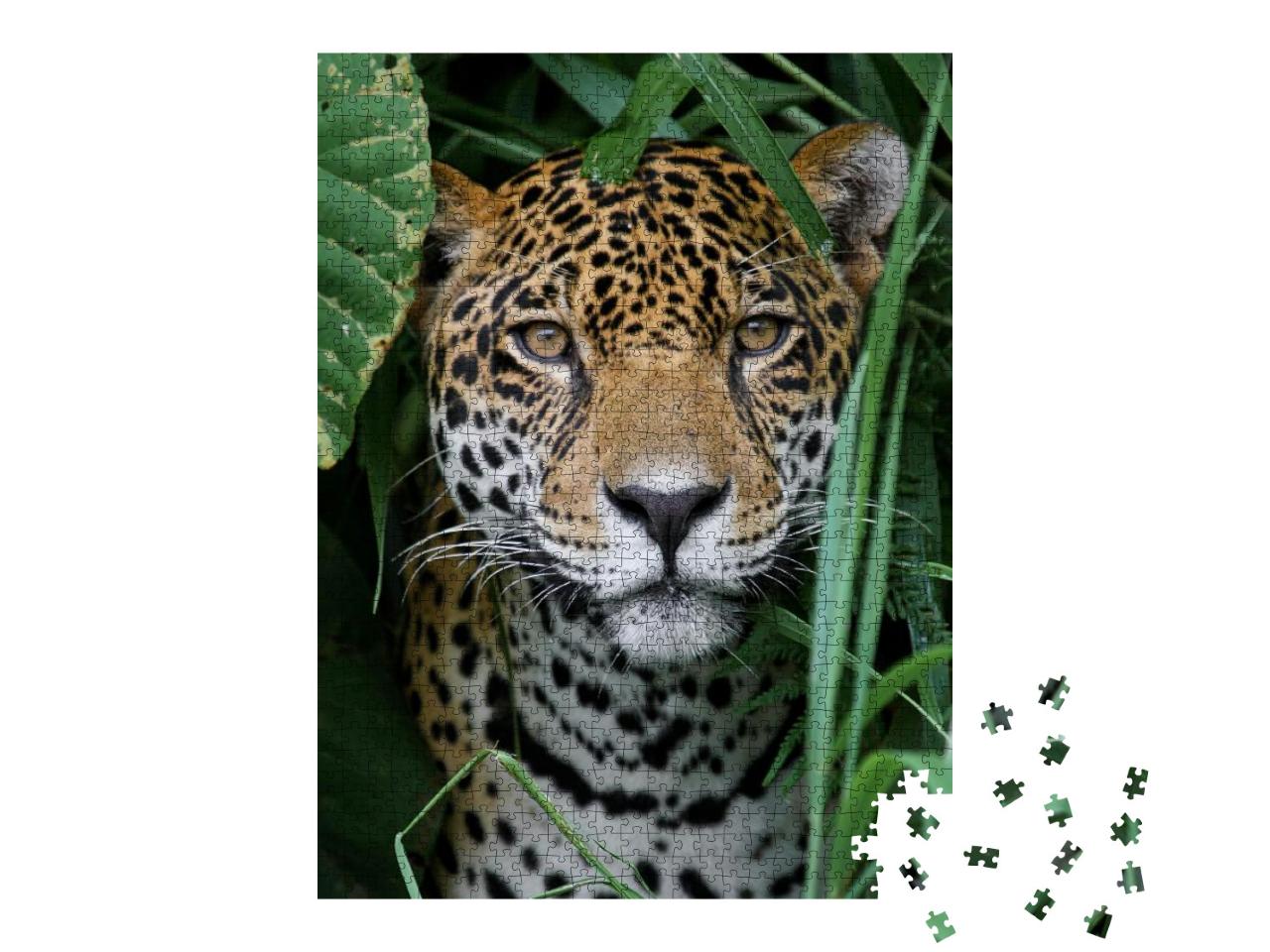 Jaguar in the Amazon Jungle... Jigsaw Puzzle with 1000 pieces