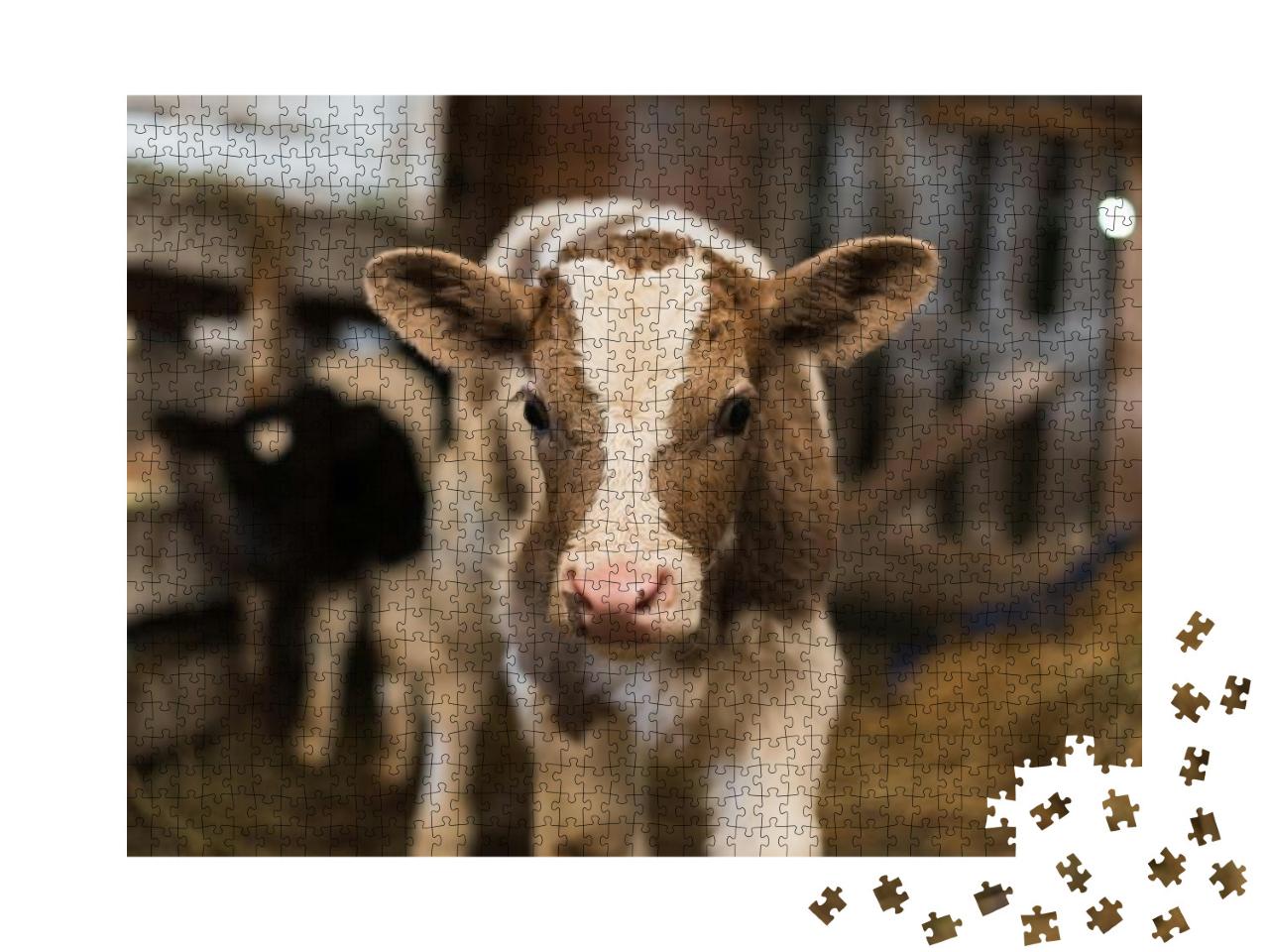 A Cute Calf Stands in a Wooden Shed in the Village & Look... Jigsaw Puzzle with 1000 pieces