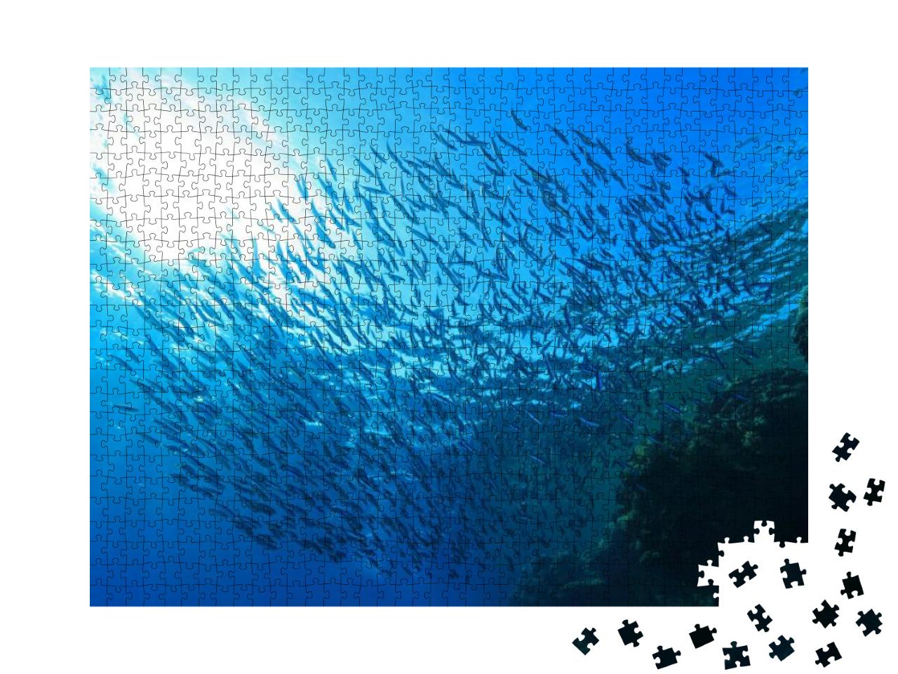 Shoal of Small Fish Close to Coral Reef of the Red Sea... Jigsaw Puzzle with 1000 pieces