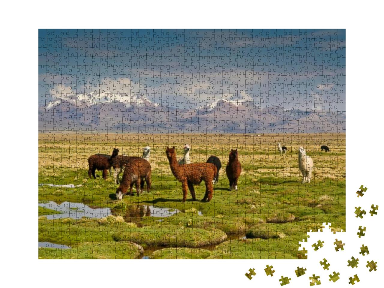 Llamas on Grassy Bolivian Altiplano with Andean Volcanoes... Jigsaw Puzzle with 1000 pieces