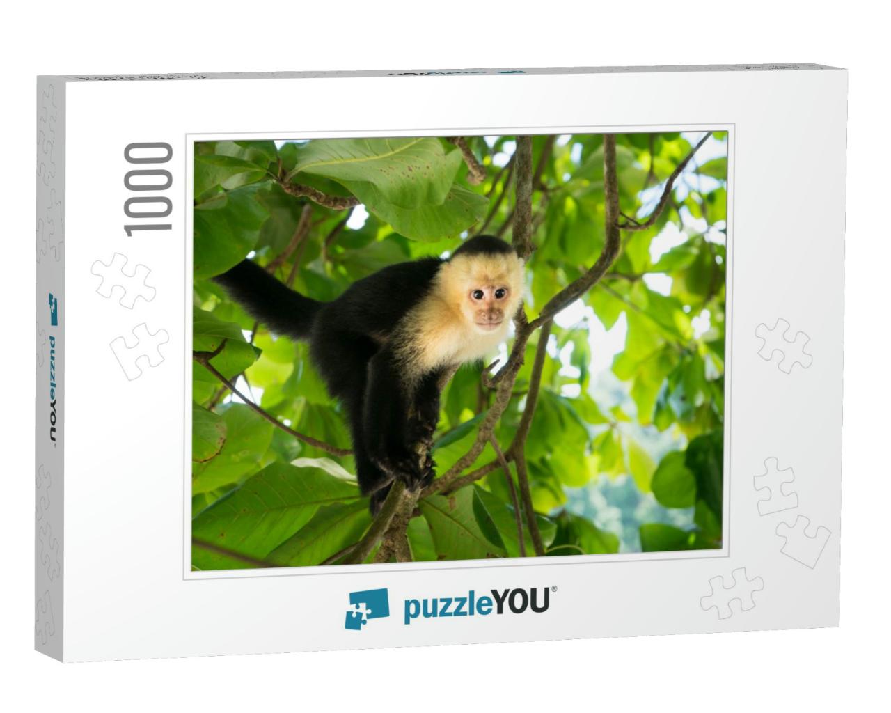 White-Headed Capuchin Monkey in Manuel Antonio, the Rainf... Jigsaw Puzzle with 1000 pieces