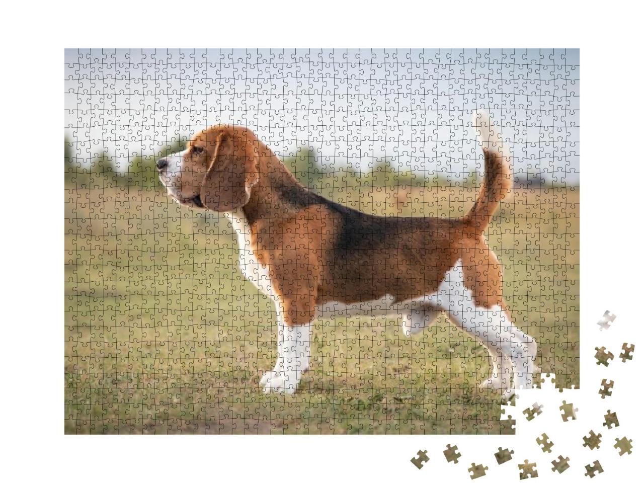 Beagle Rack. Beagle Breed. Beagle Standing. 6 Fci Group... Jigsaw Puzzle with 1000 pieces