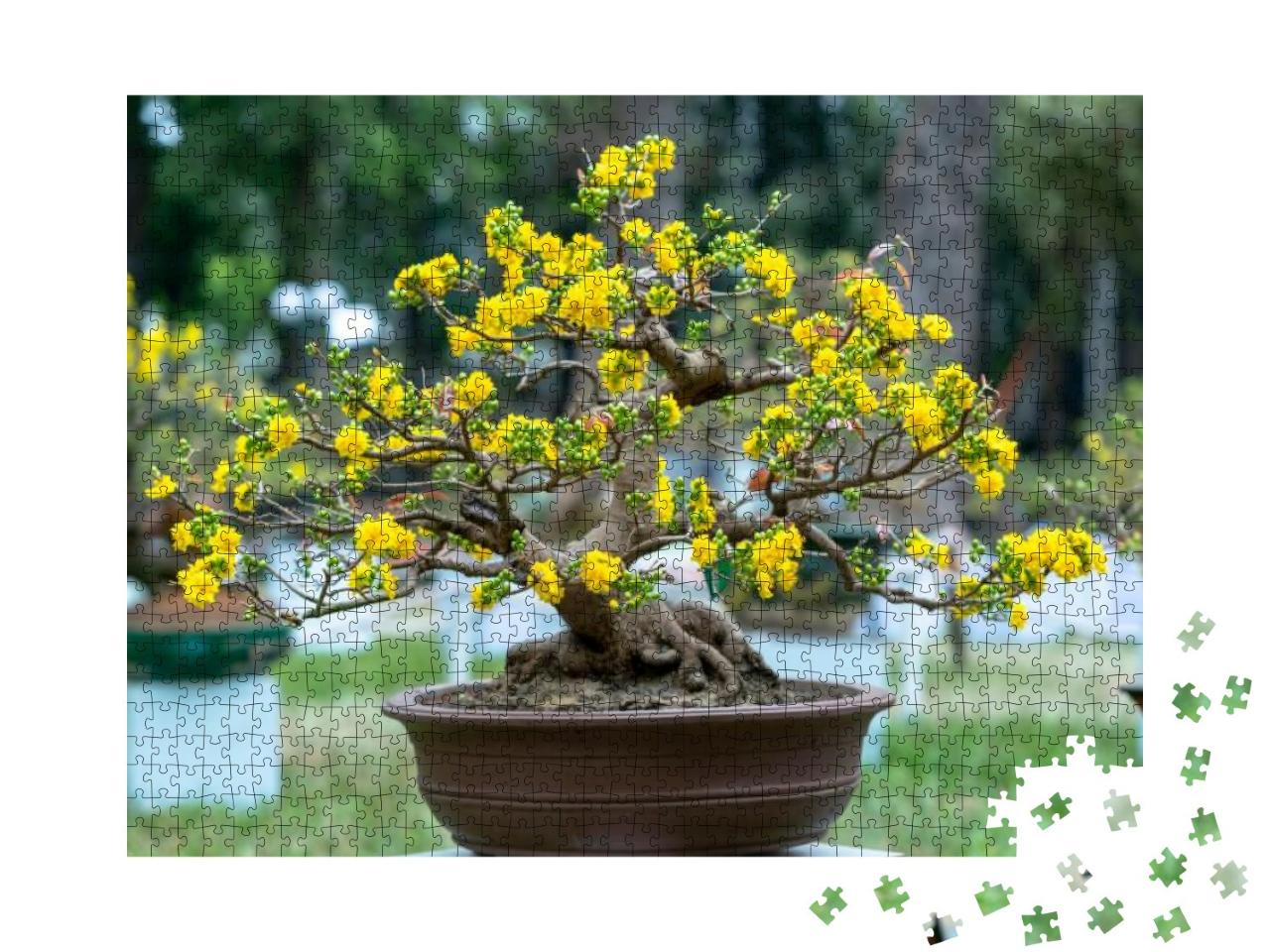 Apricot Bonsai Tree Blooming with Yellow Flowering Branch... Jigsaw Puzzle with 1000 pieces