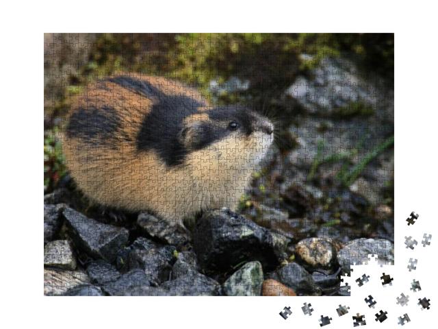 Norwegian Lemming Jotunheimen Norway... Jigsaw Puzzle with 1000 pieces