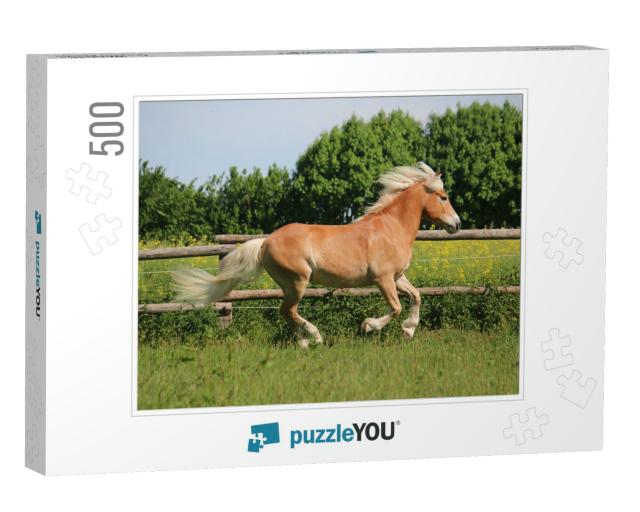 Beautiful Haflinger Horse is Running on the Paddock in th... Jigsaw Puzzle with 500 pieces