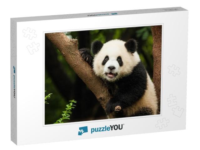 Panda in a Tree... Jigsaw Puzzle