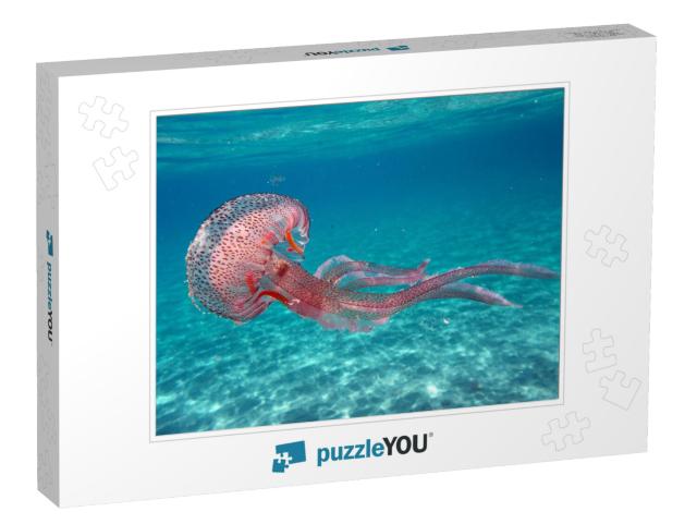 Tuscany, Italy. Pelagia Noctiluca Jellyfish in the Sea of... Jigsaw Puzzle