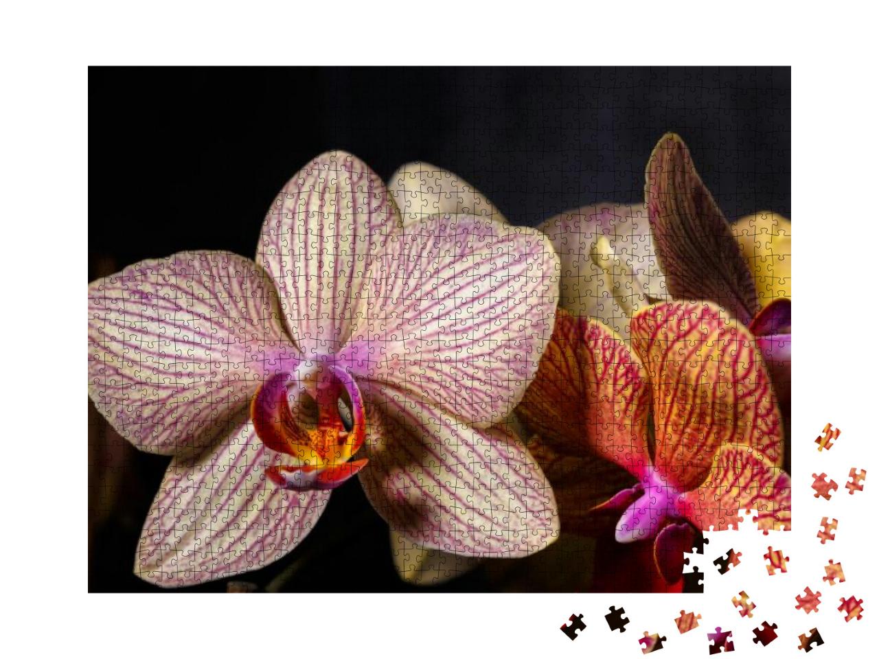 Floral Concept. Orchids Blossom Close Up. Orchid Flower P... Jigsaw Puzzle with 1000 pieces