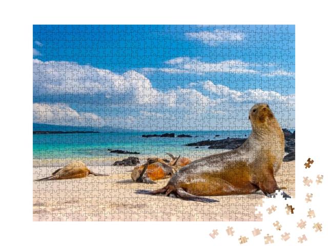 Ecuador. the Galapagos Islands. Seals Are Sleeping on the... Jigsaw Puzzle with 1000 pieces