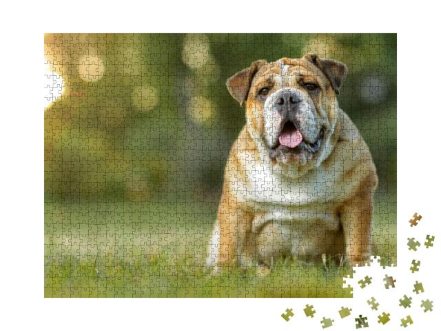 English Bulldog... Jigsaw Puzzle with 1000 pieces