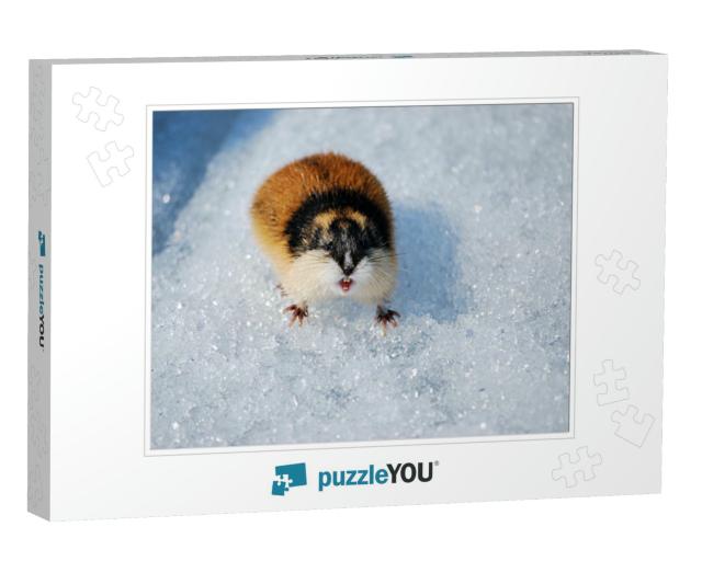 Angry Lemming in the Snow... Jigsaw Puzzle