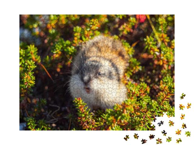 Wild Angry Norwegian Lemming Looking. Khibiny Mountains... Jigsaw Puzzle with 1000 pieces