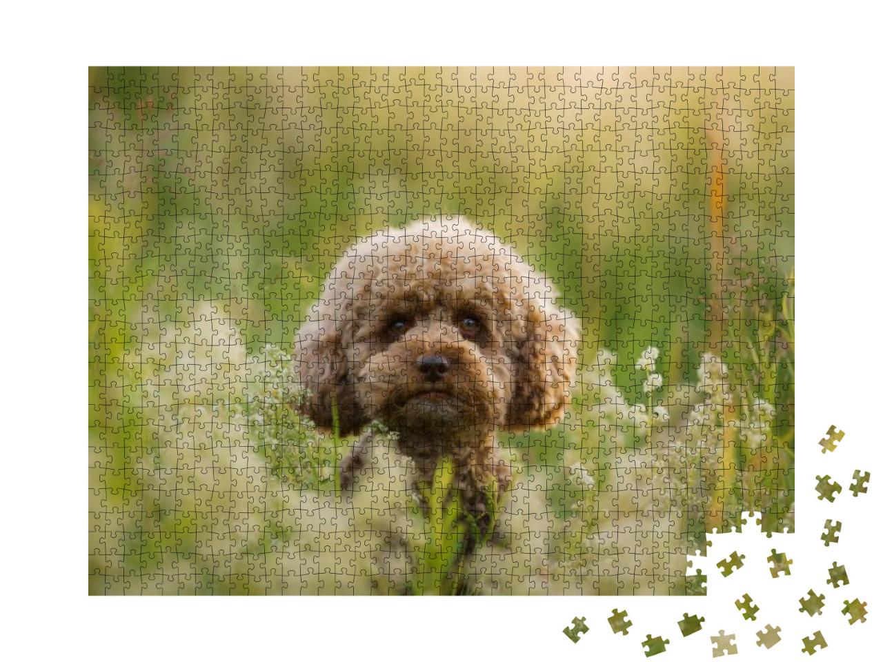 Miniature Chocolate Poodle on the Grass. Pet in Nature. C... Jigsaw Puzzle with 1000 pieces