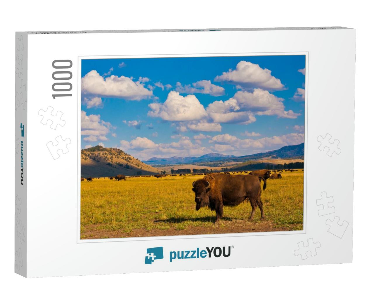 Bison Paradise in Yellowstone National Park, Usa... Jigsaw Puzzle with 1000 pieces