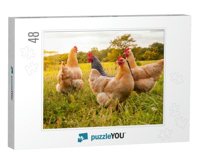 A Chicken Sunset... Jigsaw Puzzle with 48 pieces