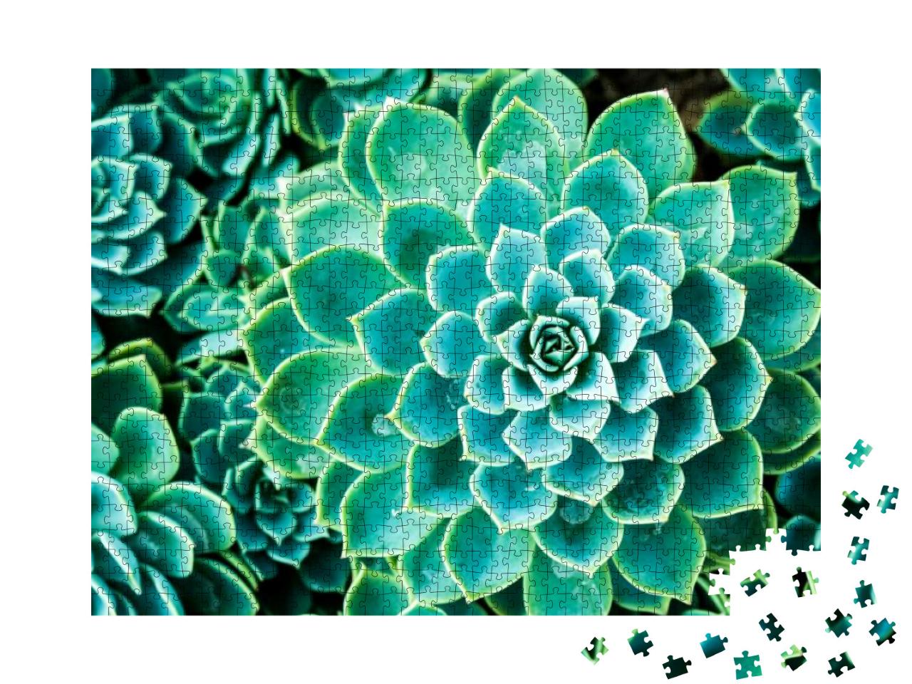 Cactus in Queen Sirikit Botanic Garden, Chiangmai Thailan... Jigsaw Puzzle with 1000 pieces