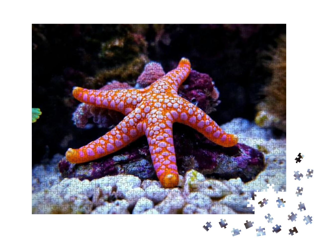 Fromia Seastar in Coral Reef Aquarium Tank is One of the... Jigsaw Puzzle with 1000 pieces