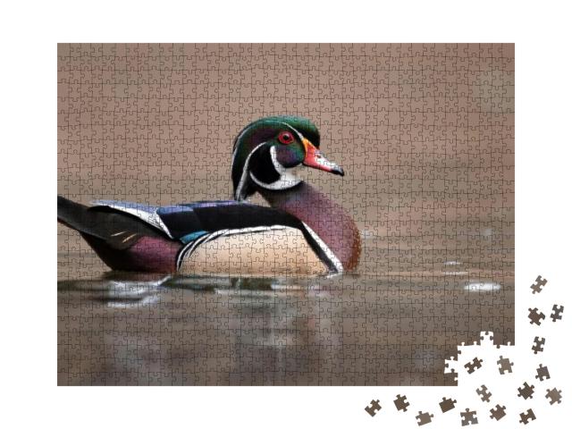 A Wood Duck in Pennsylvania... Jigsaw Puzzle with 1000 pieces