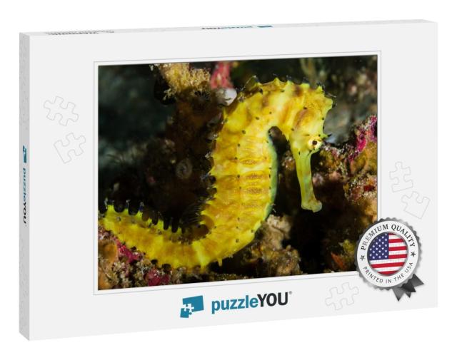 Beautiful Thorny Seahorse on a Coral Reef At Richelieu Ro... Jigsaw Puzzle