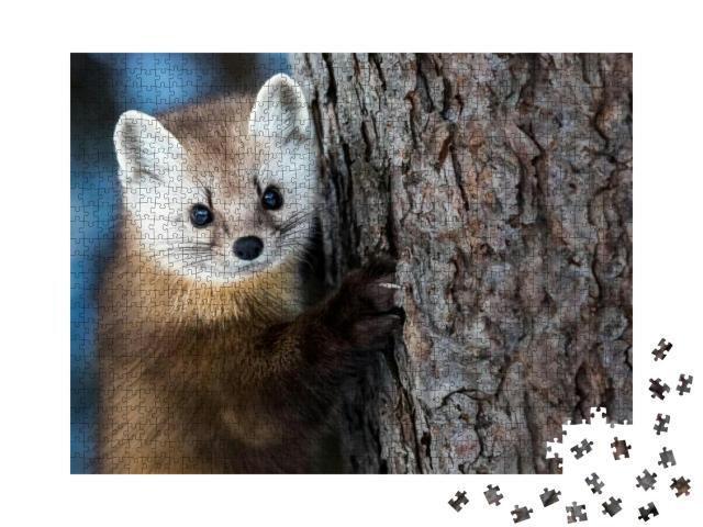 American Marten - Martes Americana, Climbing a Pine Tree... Jigsaw Puzzle with 1000 pieces