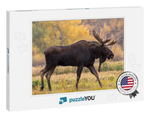 Bull Moose Walking in the Rain... Jigsaw Puzzle