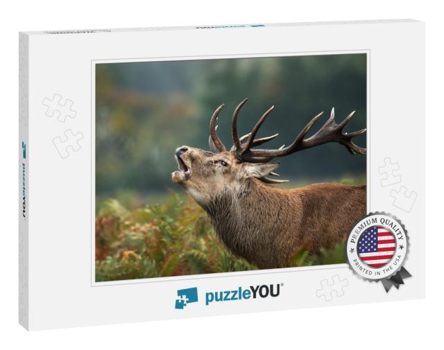 Close Up of a Red Deer Stag Roaring During Rutting Season... Jigsaw Puzzle