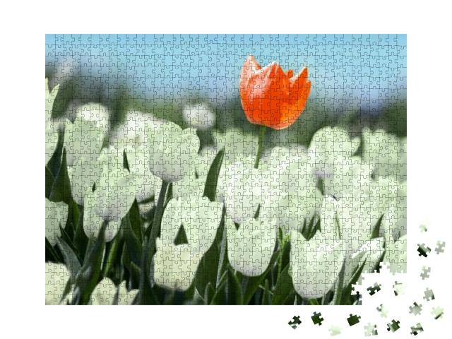 Red Tulip Flower Bloom on Background of Blurry White Tuli... Jigsaw Puzzle with 1000 pieces