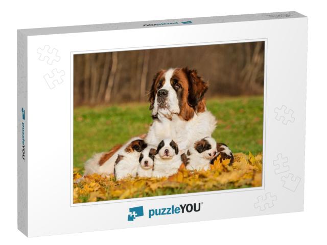 Saint Bernard Dog with Puppies in Autumn... Jigsaw Puzzle