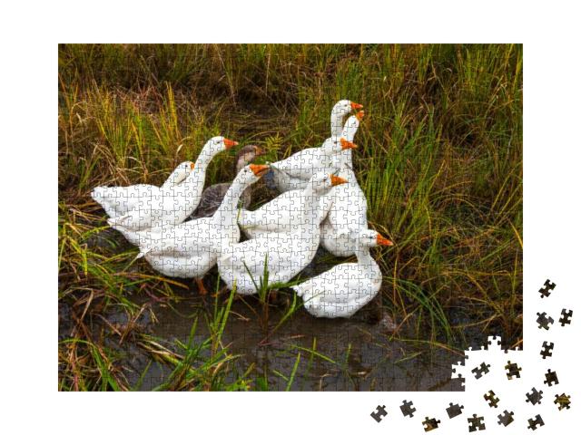 Geese in the Grass. Domestic Bird. Flock of Geese. White... Jigsaw Puzzle with 1000 pieces