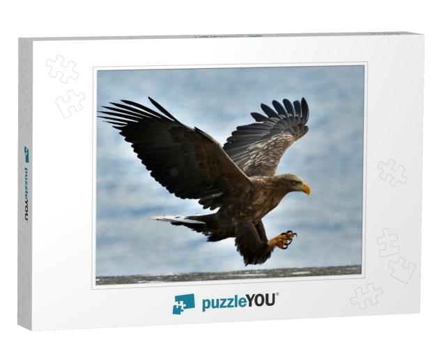 Adult White-Tailed Eagle in Flight. Blue Sky Background... Jigsaw Puzzle