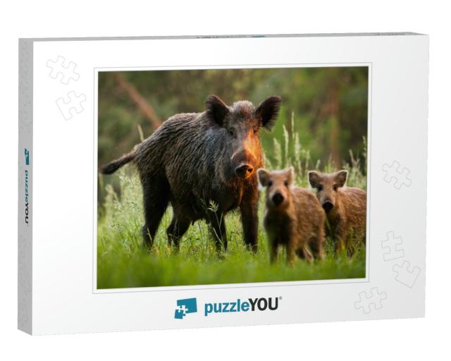 Family of Wild Boar, Sus Scrofa, S with Young Piglets on... Jigsaw Puzzle