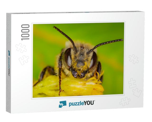 A Wild Bee in Quebec, Canada Gathering Pollen & Nectar on... Jigsaw Puzzle with 1000 pieces
