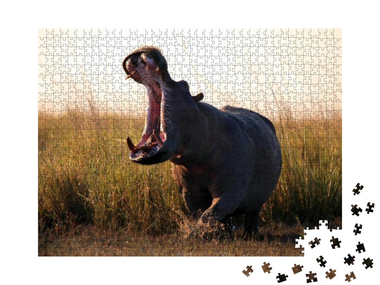 The Common Hippopotamus Hippopotamus Amphibius or Hippo A... Jigsaw Puzzle with 1000 pieces