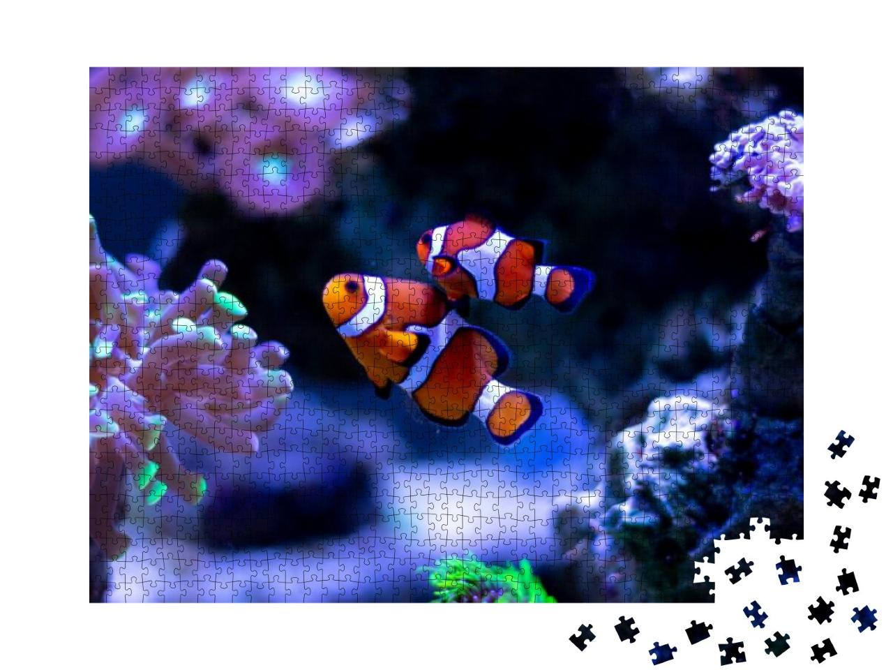 Clownfish Swimming in an Aquarium... Jigsaw Puzzle with 1000 pieces
