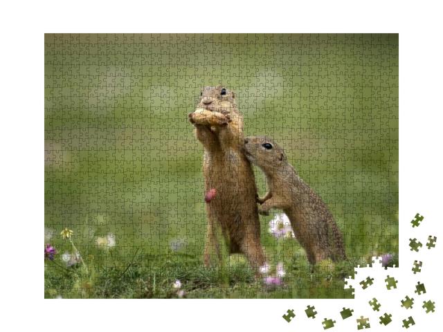 Cute Gopher in Proximity on a Summer Meadow with Grass... Jigsaw Puzzle with 1000 pieces