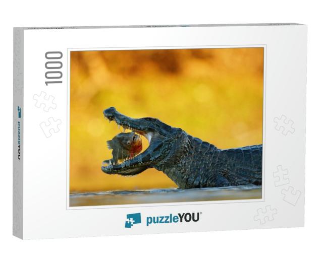 Caiman, Crocodile with Fish with Open Muzzle, Pantanal, B... Jigsaw Puzzle with 1000 pieces