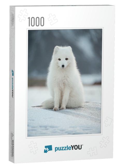 Svalbard - Renard Polaire - Arctic Fox... Jigsaw Puzzle with 1000 pieces